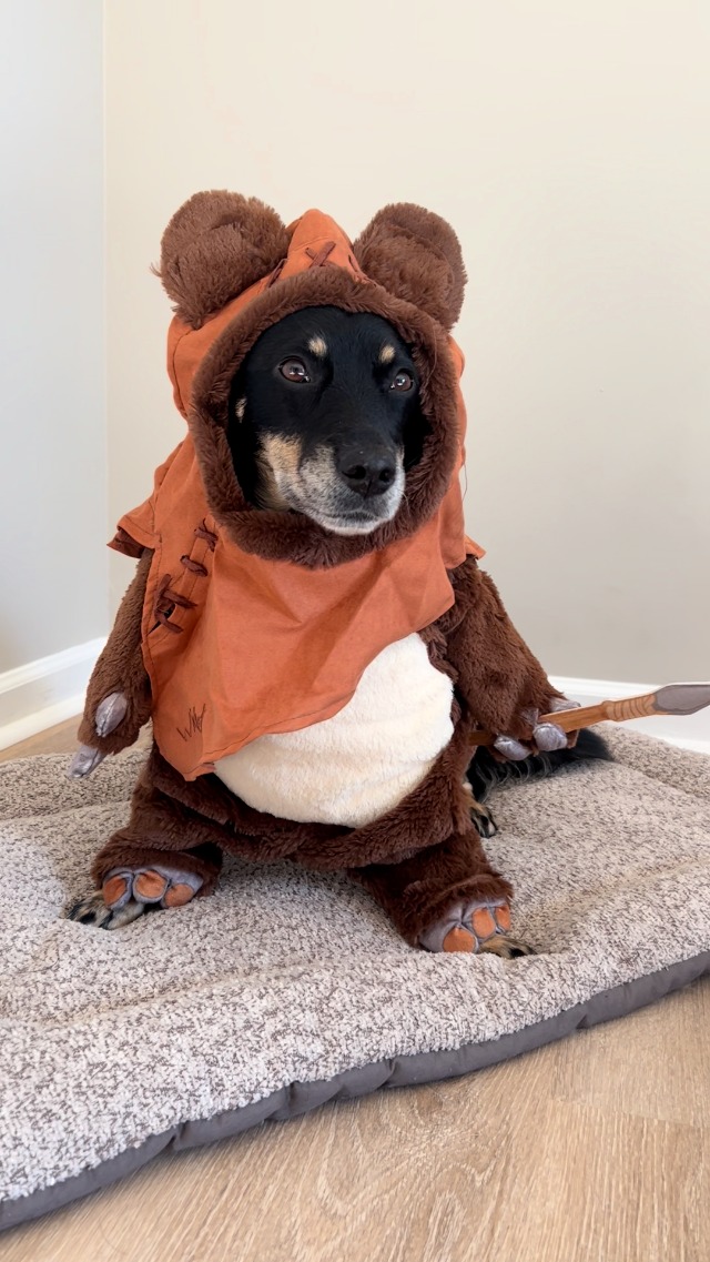 Amazon.com : Jazwares Endor Ewok Pet Costume, Small : Pet Supplies